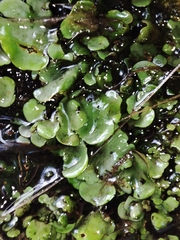 Dermatocarpon luridum