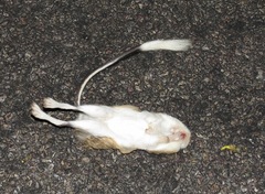 Dipodomys spectabilis