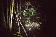 Pelophylax fukienensis