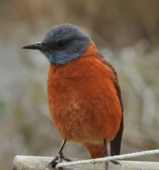 Monticola rupestris