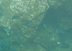 Microspathodon dorsalis