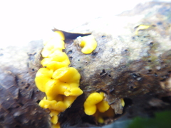 Calycina citrina