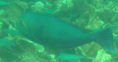 Acanthurus mata