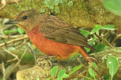 Monticola rupestris