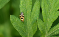 Orthops