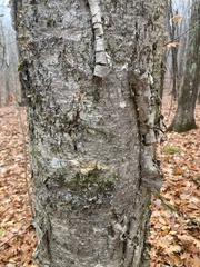 Betula lenta