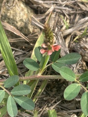 Indigofera hendecaphylla