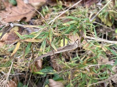 Dichanthelium microcarpon