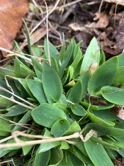 Dichanthelium microcarpon
