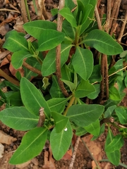 Euphorbia transvaalensis