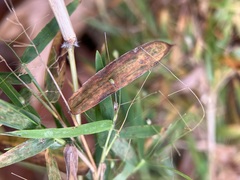 Dichanthelium microcarpon