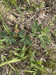 Indigofera hendecaphylla
