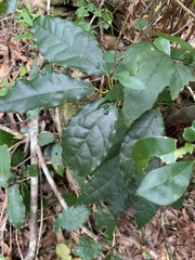 Ocotea bullata