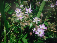 Spergularia rubra