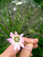 Gerbera crocea