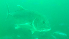 Caranx ignobilis