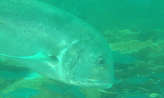 Caranx ignobilis