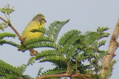 Crithagra mozambica