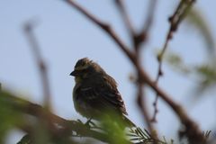 Crithagra mozambica