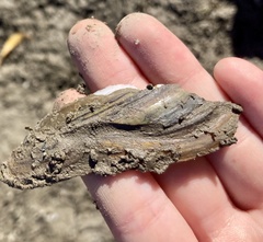 Unionidae