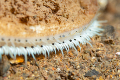 Placopecten magellanicus