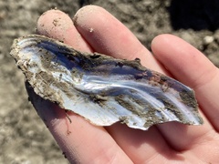 Unionidae