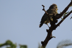 Crithagra mozambica