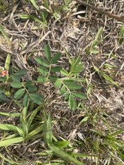 Indigofera hendecaphylla