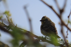 Crithagra mozambica