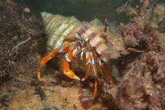 Pagurus acadianus