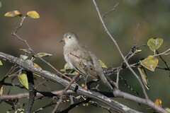 Columbina cruziana