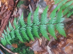 Dryopteris remota