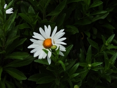 Leucanthemum × superbum