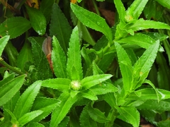 Leucanthemum × superbum