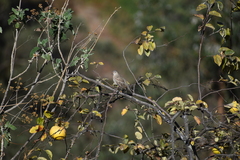 Columbina cruziana