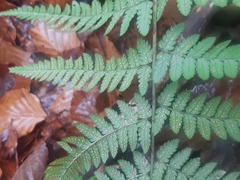 Dryopteris remota