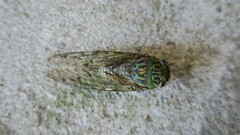 Macrosemia kareisana