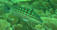 Lutjanus decussatus