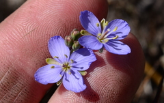 Heliophila linearis