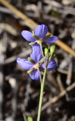 Heliophila linearis