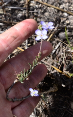 Heliophila linearis