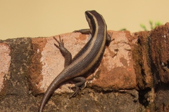 Trachylepis striata
