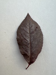 Prunus cerasifera