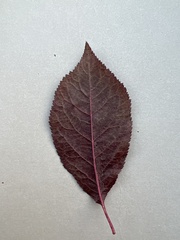 Prunus cerasifera