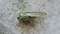 Macrosemia kareisana