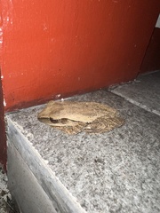 Polypedates leucomystax