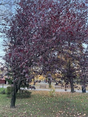 Prunus cerasifera
