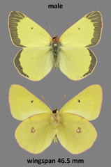 Colias gigantea
