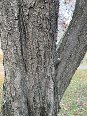 Prunus cerasifera