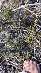 Trachyandra tabularis